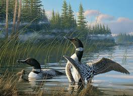 COMMON LOONS 1000 PC JIGSAW PUZZLE