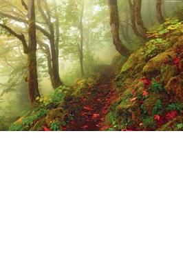 PUZZLE 1000 PCS PATH