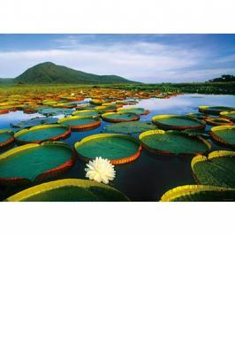 PUZZLE 1000 MCX VICTORIA LILY