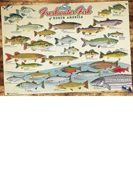 FRESHWATER FISH OF N.A. 1000 PC JIGSAW PUZ