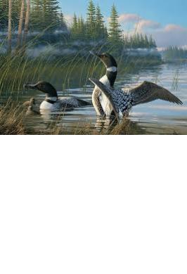 COMMON LOONS 1000 PC JIGSAW PUZZLE