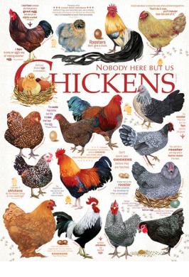 CHICKEN QUOTES 1000 PC JIGSAW PUZZLE